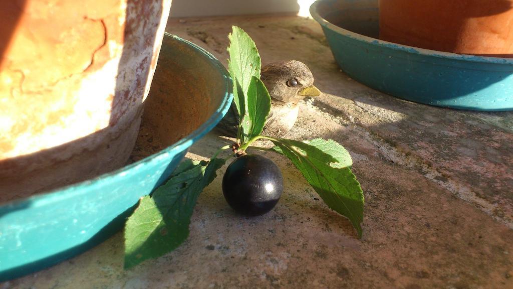 Poggio Dei Prugnoli Panzió Tavoleto Kültér fotó